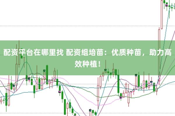 配资平台在哪里找 配资组培苗：优质种苗，助力高效种植！